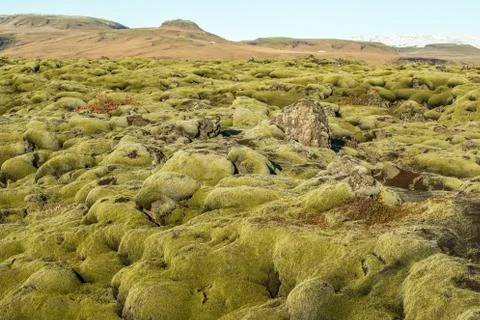 Icelandic moss Stock Photos