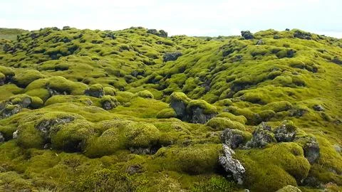 Icelandic Moss 写真素材