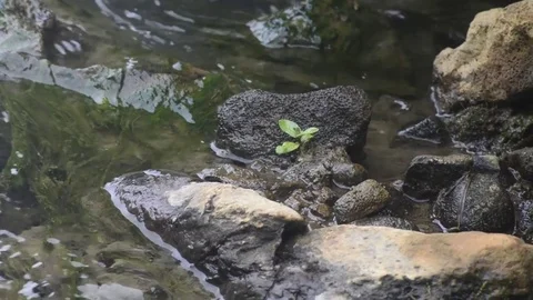 Icelandic Mountain Stream Closeup 2 Vídeo Stock 83116181