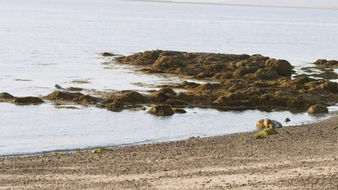 Icelandic ocean shore with single seagull Stock Footage 249207708