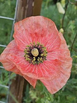 Icelandic Poppy Stock Photos