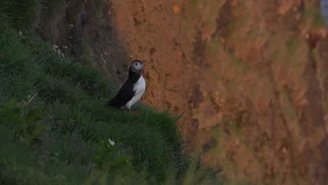 Icelandic Puffin bird Stock Footage 112615374