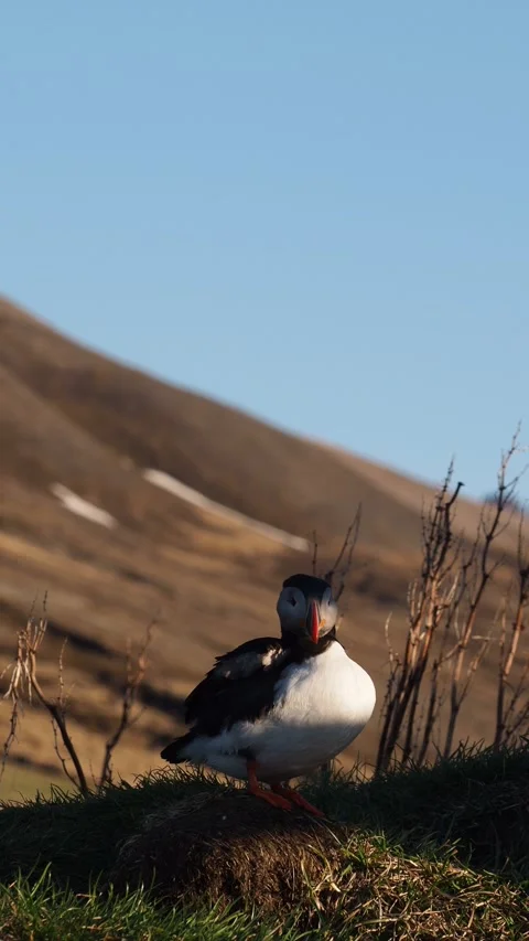 Icelandic puffin preening its feathers in a rugged coastal landscape Stock Footage 282660828