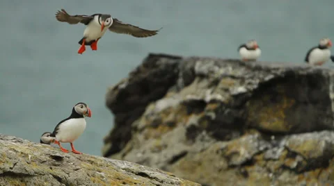 Icelandic Puffins On Rocks 스톡 동영상 37097588