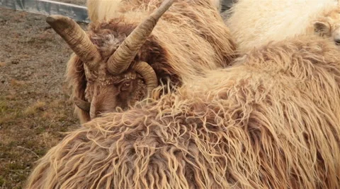 Icelandic ram sheep strange bizarre unique horns Stock Footage