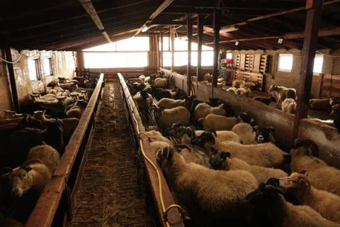 Icelandic sheep Barn Stock Photos