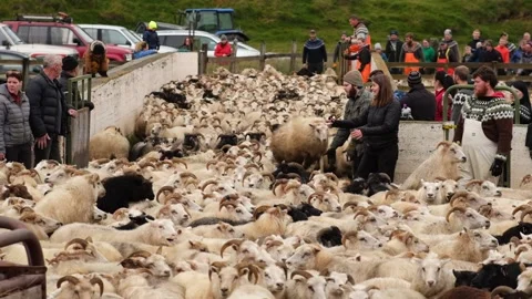Icelandic sheep being sorted during annual round-up Stock Footage 164291542