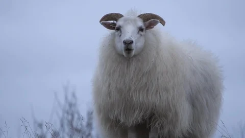 Icelandic sheep eating Stock Footage 91280929