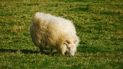 Icelandic sheep grazing in the wind Stock Footage 127004766