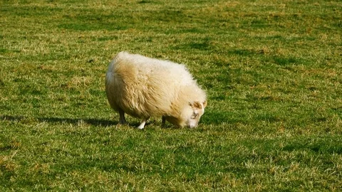 Icelandic sheep grazing in the wind Stock Footage 127004944