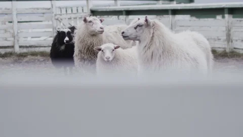Icelandic sheep looking at the camera Stock Footage 94148282