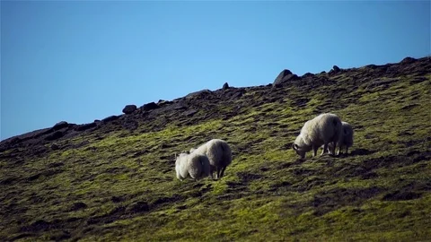Icelandic sheep with mountains in background Stock-Footage 80616408