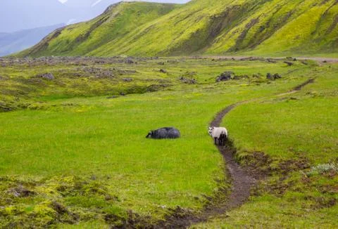 Icelandic sheep Stock Photos