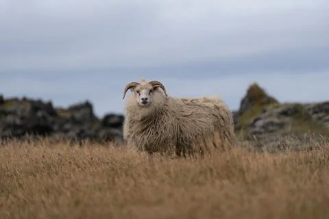 Icelandic Sheep Stock Photos