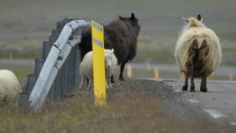 Icelandic Sheep Running and Playing Along a Roadside in Iceland 4K Nature Stock Footage 339743833