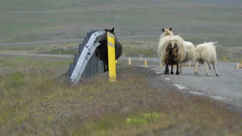 Icelandic Sheep Running and Playing Along a Roadside in Iceland 4K Nature 库存影片 339743877