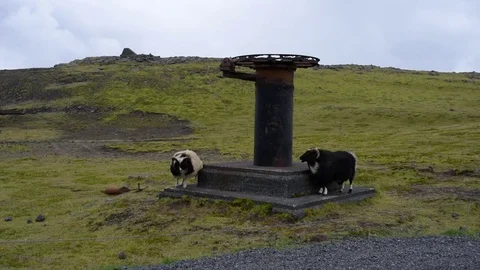 Icelandic Sheep Scratching an itch Stock Footage 72360907