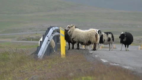 Icelandic Sheep Standing and Moving on a Country Road 4K Nature Footage Stock Footage 339744218