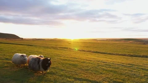 Icelandic Sheep Walking at Sunset in Open Fields Stock Footage 304745784