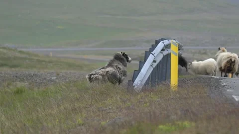 Icelandic Sheep Walking Uphill Towards a Roadside in Iceland 4K Wildlife Footage Stock Footage 339744614
