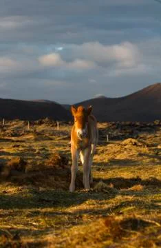 Icelandic small horse on a field Stock Photos