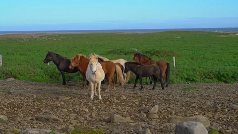 Icelandic Steeds Video stock 73263586