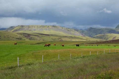 Icelandic view with cows Stock Photos