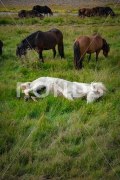 Icelandic wild horses in a peaceful meadow, grass, white horse Stock Photos