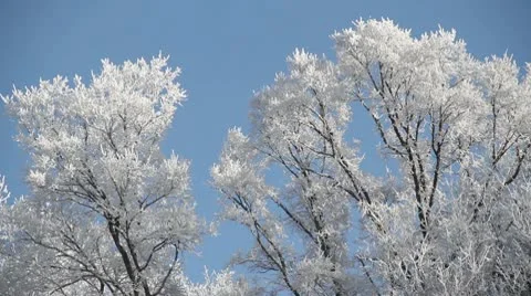 Icey Trees CU Stock Footage 10562710