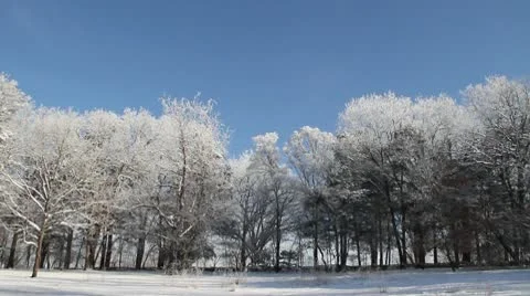 Icey Trees LONG Stock Footage 10562702