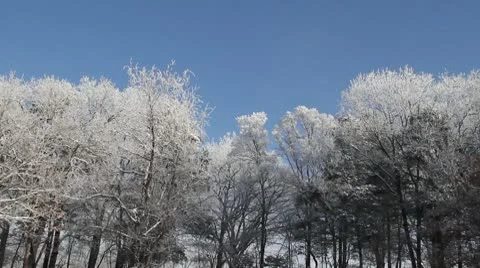Icey Trees MID Stock Footage 10562694