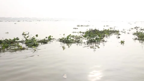 Ichamati River with plants floating on the surface as seen from a moving boat Stock Footage 170414934