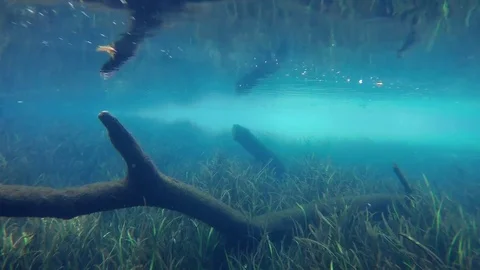 Ichetucknee Below 1 Stock Footage 89355186