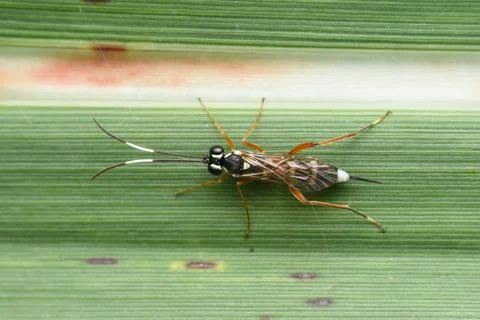 Ichneumon Wasp on Corn Leaf Stock Photos