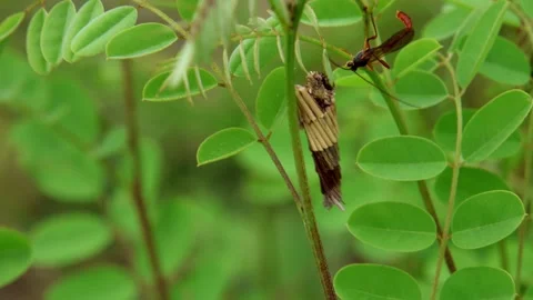 Ichneumon wasp laying eggs on bag worm caterpillar Stock Footage 325667834