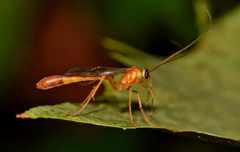 Ichneumon Wasp on a Leaf Foto stock