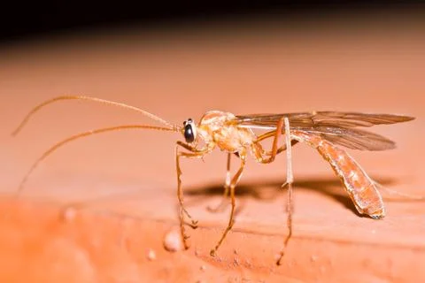 Ichneumon wasp Stock Photos