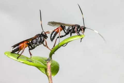 The Ichneumon Wasp Foto stock