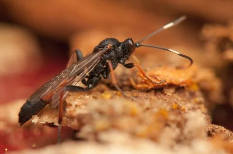 Ichneumonidae Stock Photos