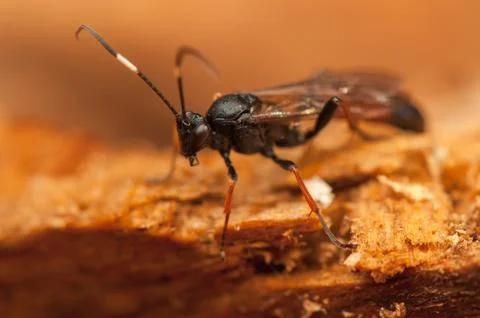 Ichneumonidae Foto stock