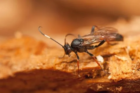 Ichneumonidae Stock Photos