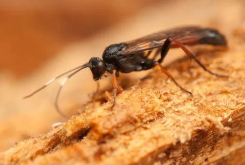 Ichneumonidae Stock Photos