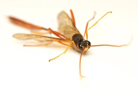 Ichneumonidae Stock Photos