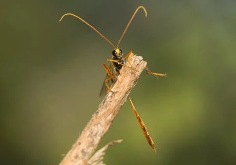 Ichneumonidae Stock Photos