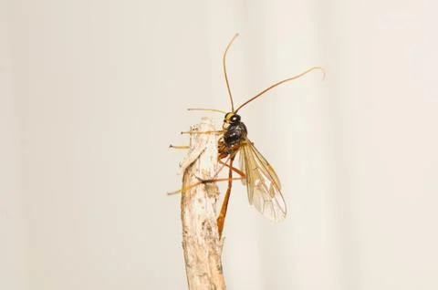 Ichneumonidae Stock Photos