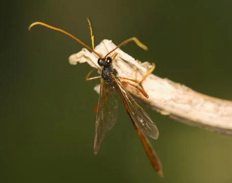 Ichneumonidae Foto stock