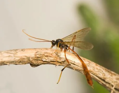 Ichneumonidae Stock Photos
