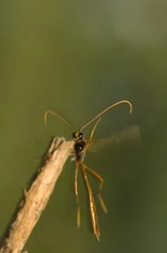 Ichneumonidae Stock Photos