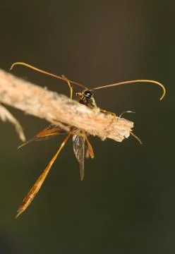 Ichneumonidae Stock Photos
