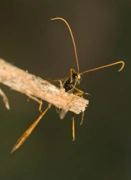 Ichneumonidae Stock Photos